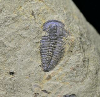 Rare Palaeolenus Douvillei Trilobite Fossil Guanshan Biota,  Lower Cambrian