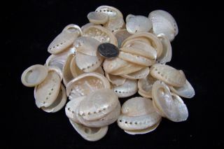 50 Pearl Abalone Shells 1 1/2 " To 2 " Haliotis Asinina Donkey 