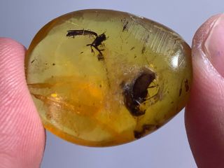 Big Unknown Beetle&fly Burmite Myanmar Burmese Amber Insect Fossil Dinosaur Age