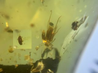 2 Unique Beetles&plant Burmite Myanmar Burmese Amber Insect Fossil Dinosaur Age