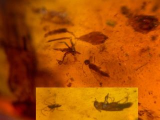 Rove Beetle&wasp&fly Burmite Myanmar Burmese Amber Insect Fossil Dinosaur Age