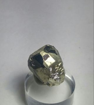 Wow Golden - Sparkling Bornite Ps.  Pyrite Crystal,  Tn Milpillas Mine Mexico