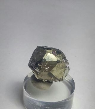WOW GOLDEN - Sparkling Bornite ps.  Pyrite crystal,  TN Milpillas mine Mexico 2