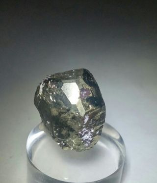 WOW GOLDEN - Sparkling Bornite ps.  Pyrite crystal,  TN Milpillas mine Mexico 5