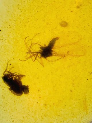 C716 - Two Diptera In Fossil Burmite Insect Amber Cretaceous Dinosaur Periodd