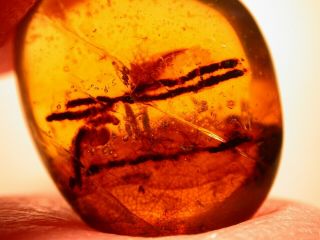 Pine Needles With Wasp In Burmite Amber Fossil Gemstone From Dinosaur Age
