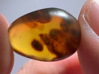 1.  3g Unknown Items Burmite Myanmar Burmese Amber Insect Fossil From Dinosaur Age