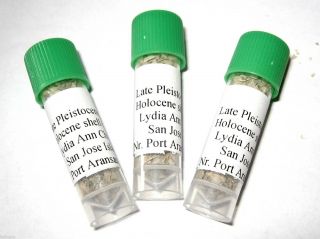 Pleistocene Lydia Ann Channel Bivalve Snail Microfossil Sample Small Vial Med