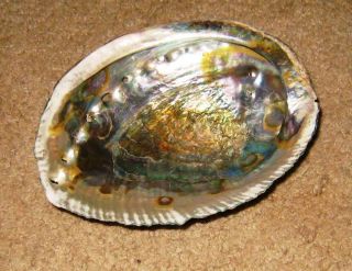 Large Abalone Shell 6 " X 5 " Seashell