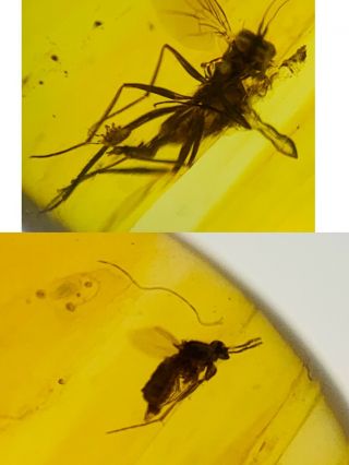 C655 - Two Diptera In Fossil Burmite Insect Amber Cretaceous Dinosaur Period