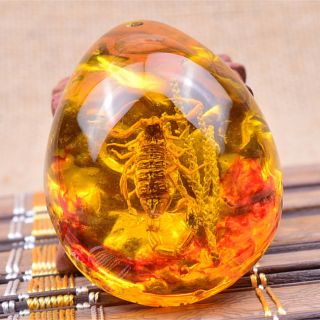 Fashion Insect Stone Scorpions Inclusion Amber Baltic Pendant Necklace Pvca