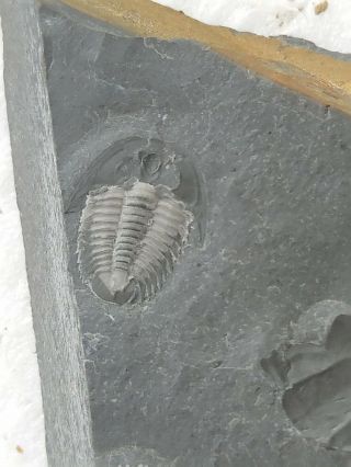 Fossils Trilobite Unknown,  Interest,  Teaching,  Cool 4