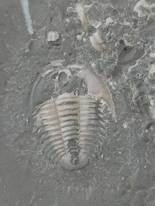 Fossils Trilobite Unknown,  Interest,  Teaching,  Cool 3