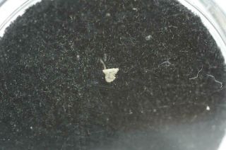 Zagami Martian Meteorite micro fragment RARE Fell Nigeria 1962 2