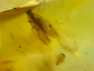 Unique Caddisfly&2 Flies Burmite Myanmar Burma Amber Insect Fossil Dinosaur Age