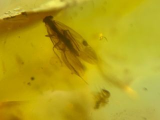 unique caddisfly&2 flies Burmite Myanmar Burma Amber insect fossil dinosaur age 2