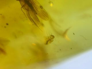 unique caddisfly&2 flies Burmite Myanmar Burma Amber insect fossil dinosaur age 3