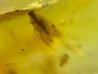unique caddisfly&2 flies Burmite Myanmar Burma Amber insect fossil dinosaur age 5