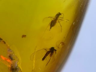 2 Unique Diptera Fly Bugs Burmite Myanmar Burma Amber Insect Fossil Dinosaur Age