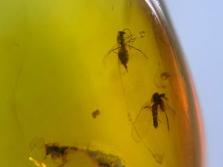 2 unique Diptera fly bugs Burmite Myanmar Burma Amber insect fossil dinosaur age 2