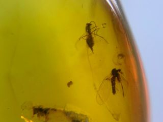 2 unique Diptera fly bugs Burmite Myanmar Burma Amber insect fossil dinosaur age 3