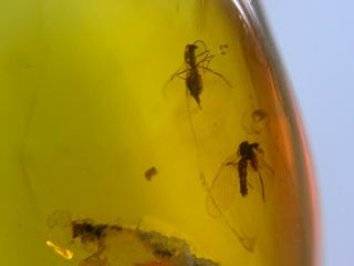 2 unique Diptera fly bugs Burmite Myanmar Burma Amber insect fossil dinosaur age 4