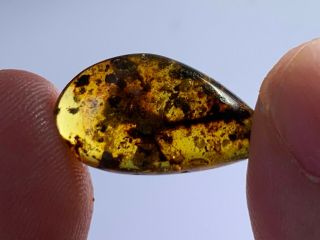 0.  7g Unknown Plant&fly Burmite Myanmar Burmese Amber Insect Fossil Dinosaur Age