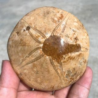 210g Rare Sea Urchin Star Fish Fossil Sand Dollar - - - Madagascar B755