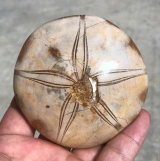 153g Rare Sea Urchin Star Fish Fossil Sand Dollar - - - Madagascar B754