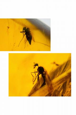 C597 - Two Diptera In Fossil Burmite Insect Amber Cretaceous Dinosaur Period