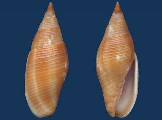 Shell Mitra Barbadensis Seashell