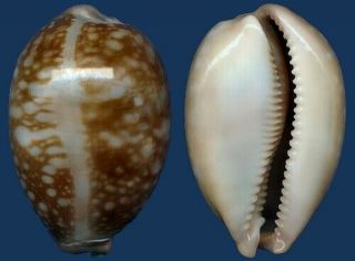 Shell Cypraea Nivosa Seashell