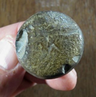 Highly Polished Mississippian Discoidal,  Hematite,  Eastern Tn Area X Beutell