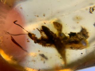 Hymenoptera Big Wasp Hornet Burmite Myanmar Amber Insect Fossil Dinosaur Age