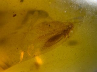Unique Trichoptera Caddisfly Burmite Myanmar Amber Insect Fossil Dinosaur Age