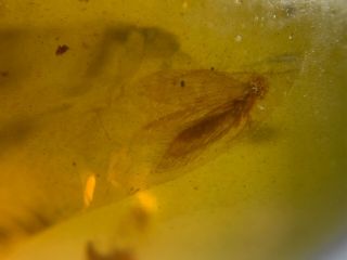 unique Trichoptera caddisfly Burmite Myanmar Amber insect fossil dinosaur age 2