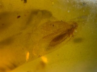 unique Trichoptera caddisfly Burmite Myanmar Amber insect fossil dinosaur age 3