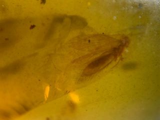 unique Trichoptera caddisfly Burmite Myanmar Amber insect fossil dinosaur age 4