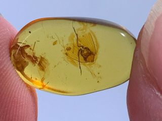 0.  69g Unknown Bug Wings Burmite Myanmar Burmese Amber Insect Fossil Dinosaur Age