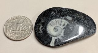 Goniatite Fossil - Primitive Devonian Age Ammonite From Morocco (k3997)