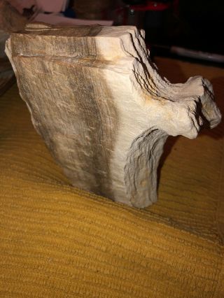 Texas Petrified Wood.  5”1/2”4”3/4” 1”38”