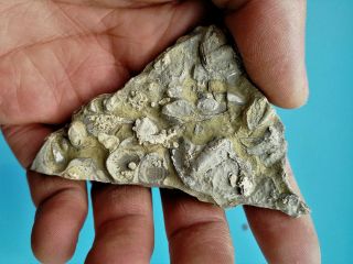 Rare Trilobite Fossil,  Cambrian,  Linyi,  Shandong,  China K85