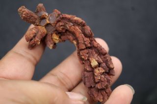 65g Large Coprolite Fossilized Dinosaur Poop Specimen Fossil