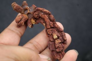 65g LARGE COPROLITE Fossilized Dinosaur Poop Specimen Fossil 2