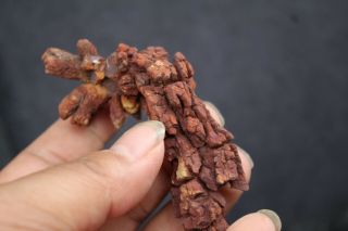 65g LARGE COPROLITE Fossilized Dinosaur Poop Specimen Fossil 3