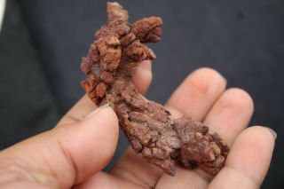 65g LARGE COPROLITE Fossilized Dinosaur Poop Specimen Fossil 4