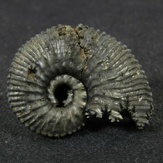 1.  1in (2.  7cm) Pyritized Ammonite Kosmoceras Jurassic Callovian Russian Fossils