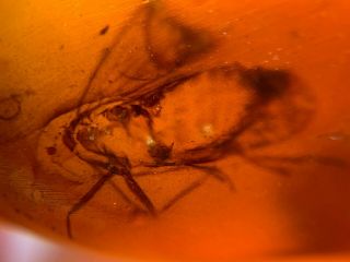 Unknown Bug Skin&fly Burmite Myanmar Burmese Amber Insect Fossil Dinosaur Age