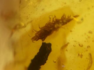 Unknown Worm&beetle&flies Burmite Myanmar Burma Amber Insect Fossil Dinosaur Age