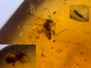 Spider&2 Unknown Flies Burmite Myanmar Burmese Amber Insect Fossil Dinosaur Age